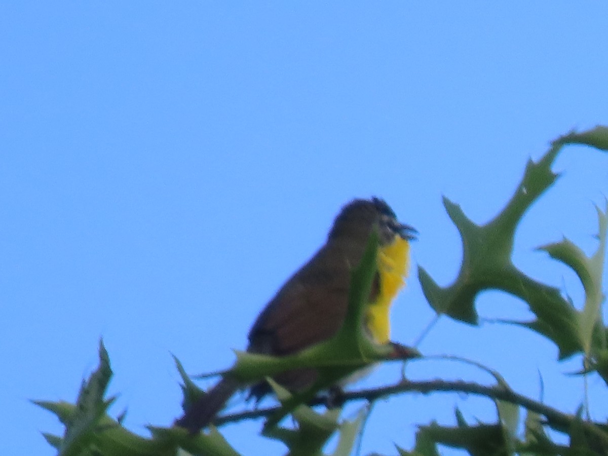 Yellow-breasted Chat - ML619669971