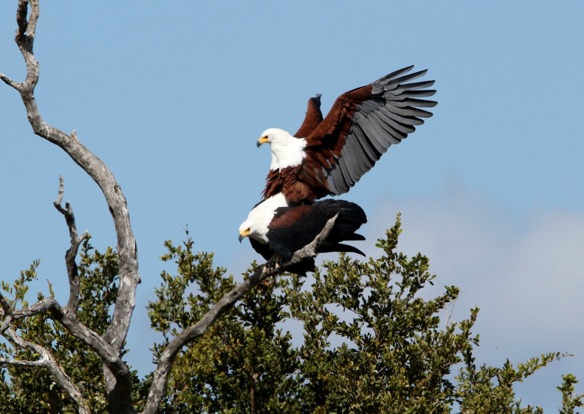 African Fish-Eagle - ML619670022