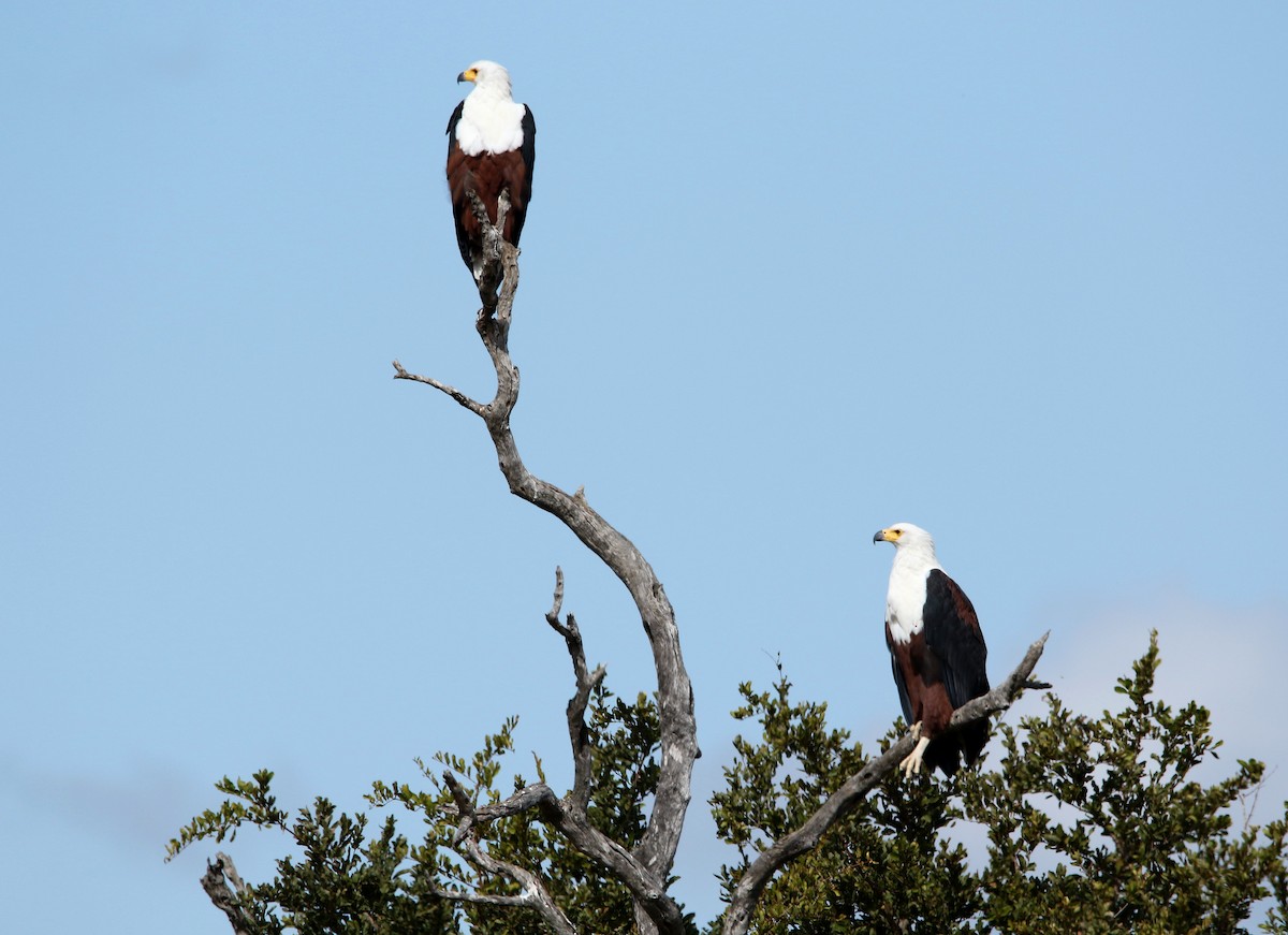 African Fish-Eagle - ML619670023