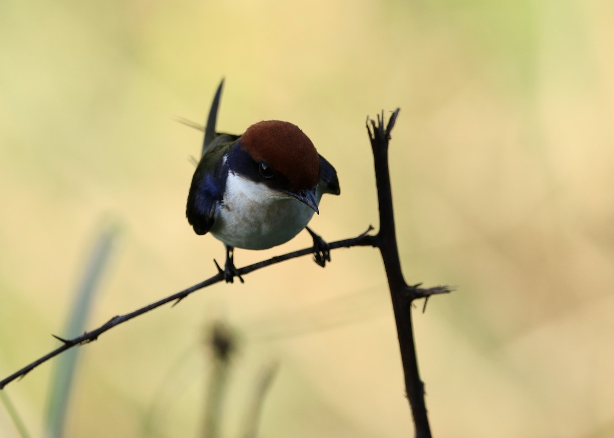 Wire-tailed Swallow - ML619670043