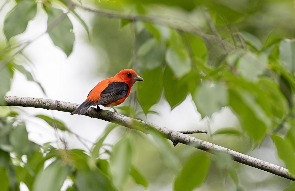 Scarlet Tanager - ML619670054