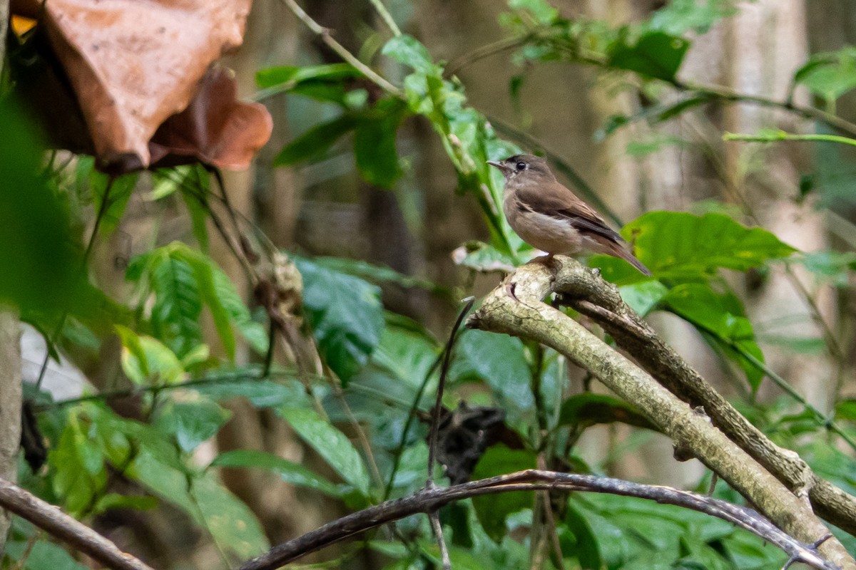 Brown-breasted Flycatcher - ML619670069