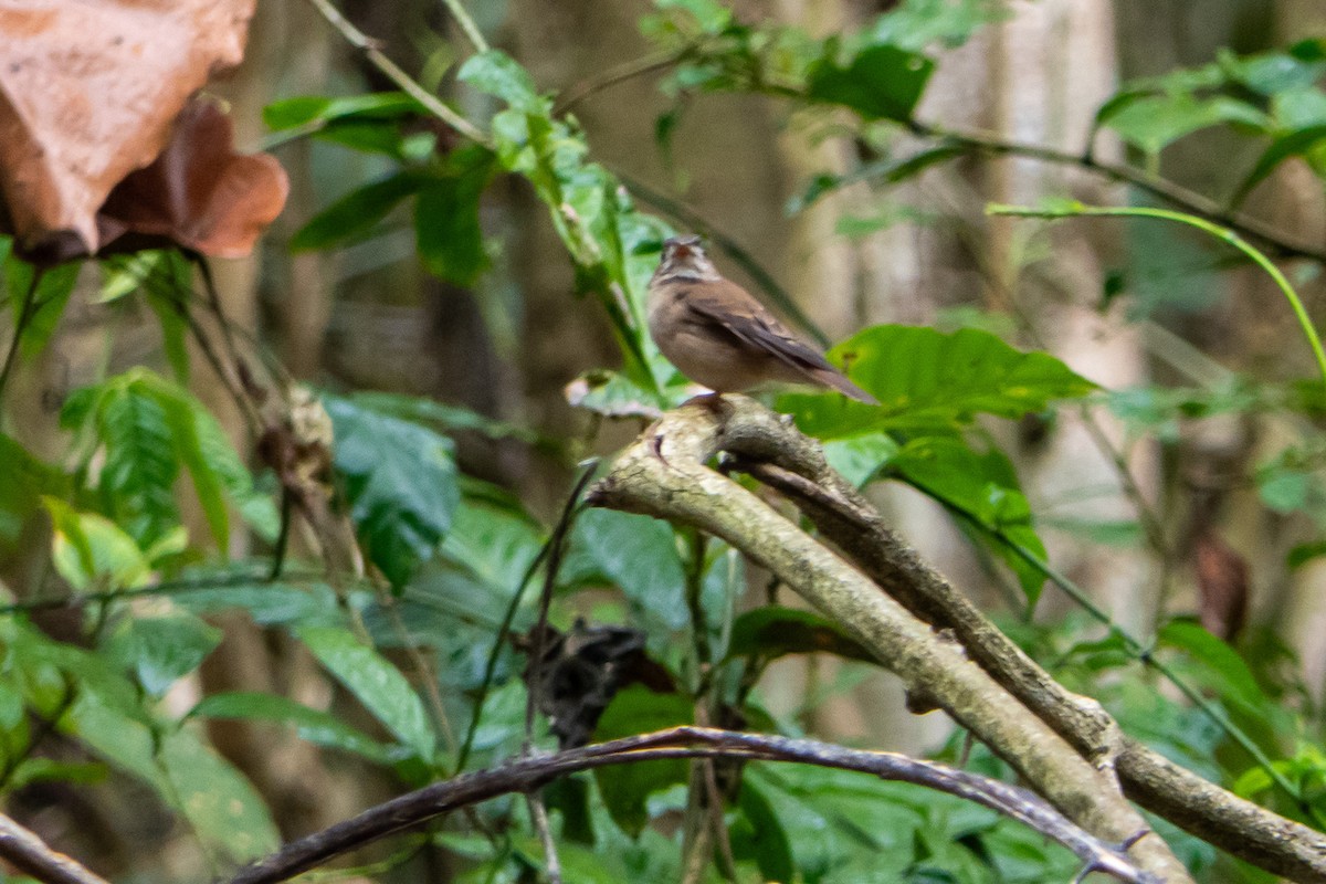 Brown-breasted Flycatcher - ML619670070