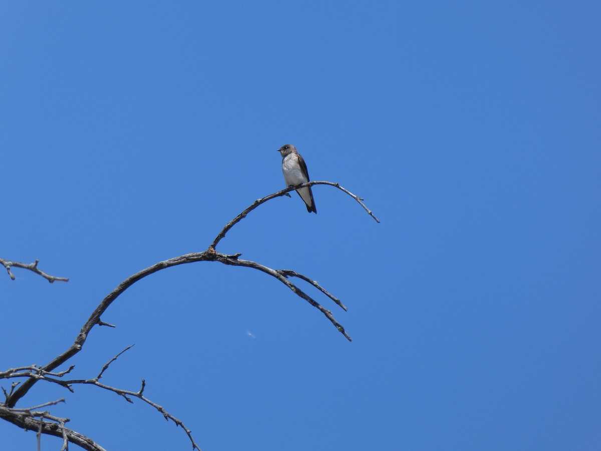 Northern Rough-winged Swallow - ML619670077