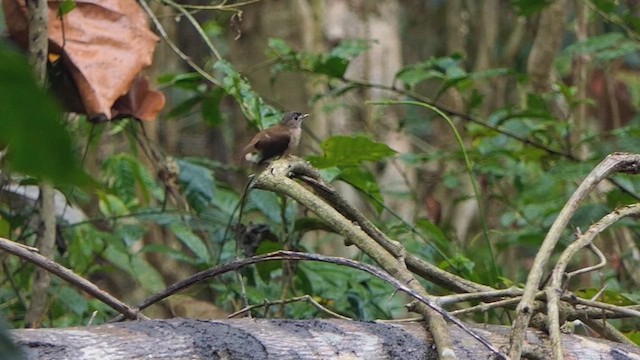 Brown-breasted Flycatcher - ML619670078