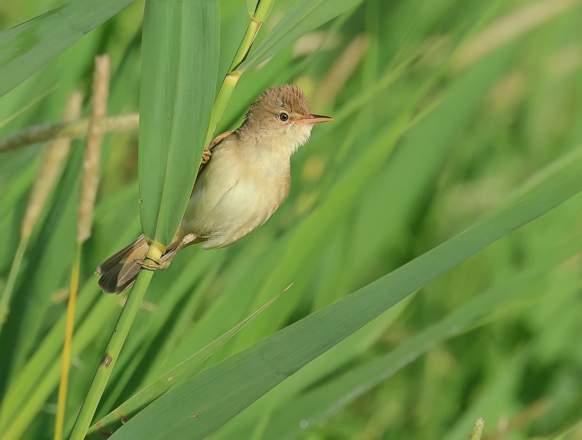 Common Reed Warbler - ML619670196