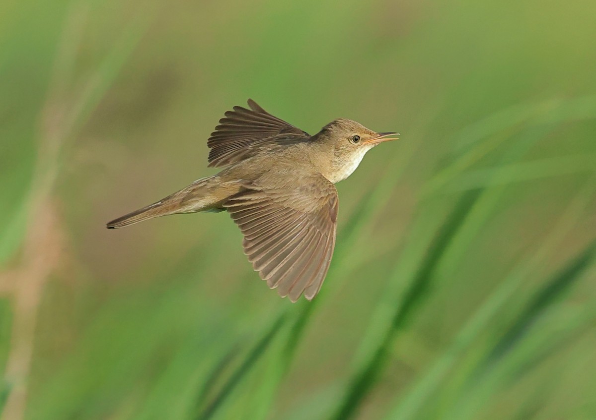 Common Reed Warbler - ML619670197
