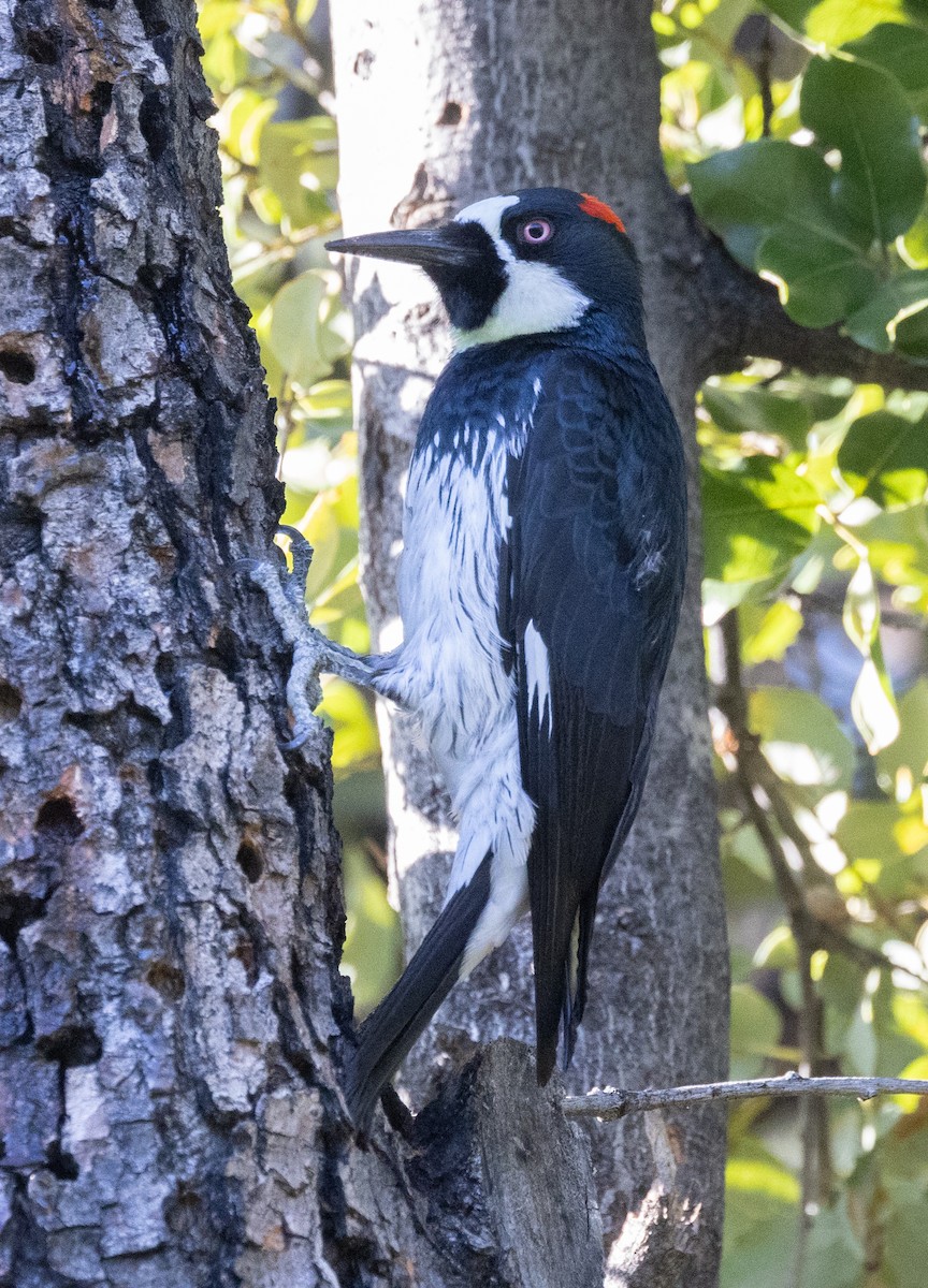 Acorn Woodpecker - ML619670198