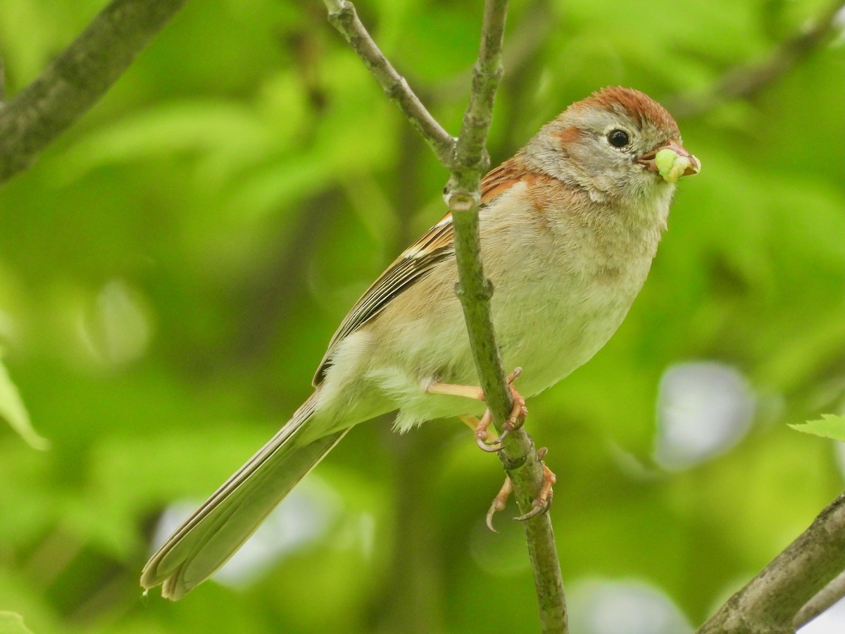 Field Sparrow - ML619670306