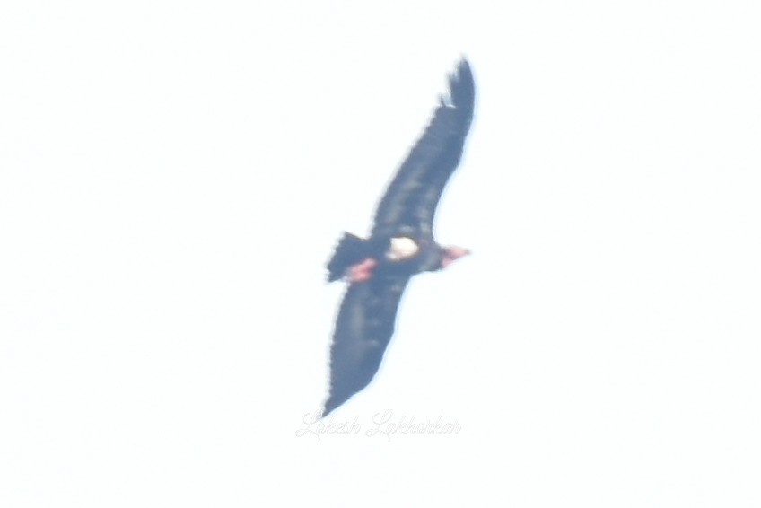Red-headed Vulture - ML619670374