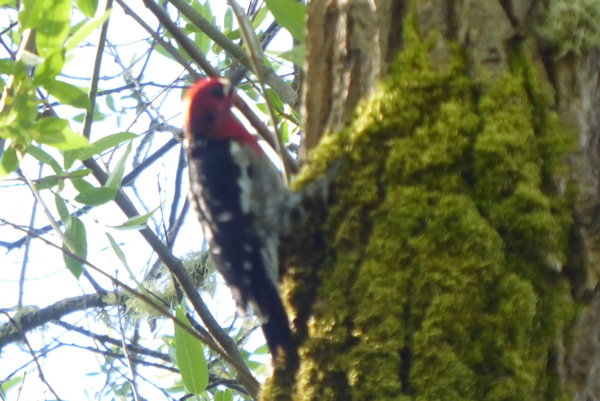 Red-breasted Sapsucker - ML619670430
