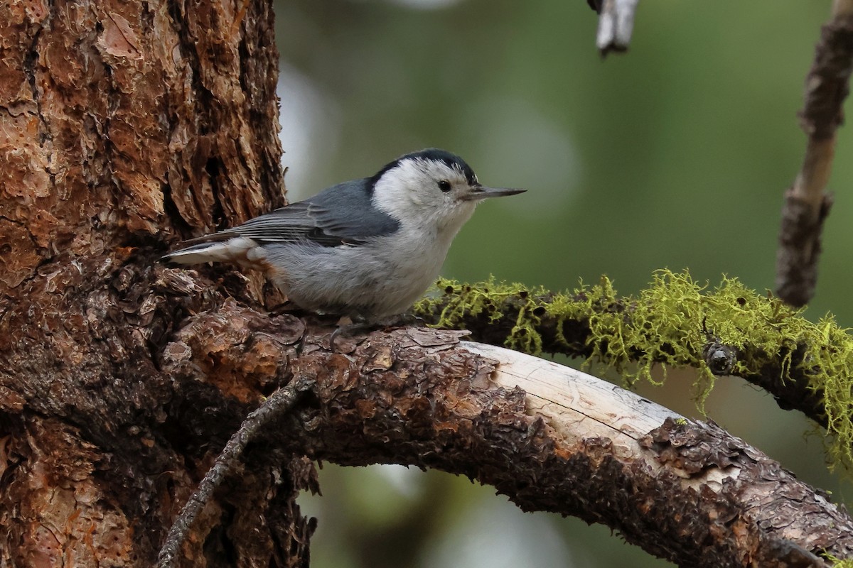 White-breasted Nuthatch - ML619670441