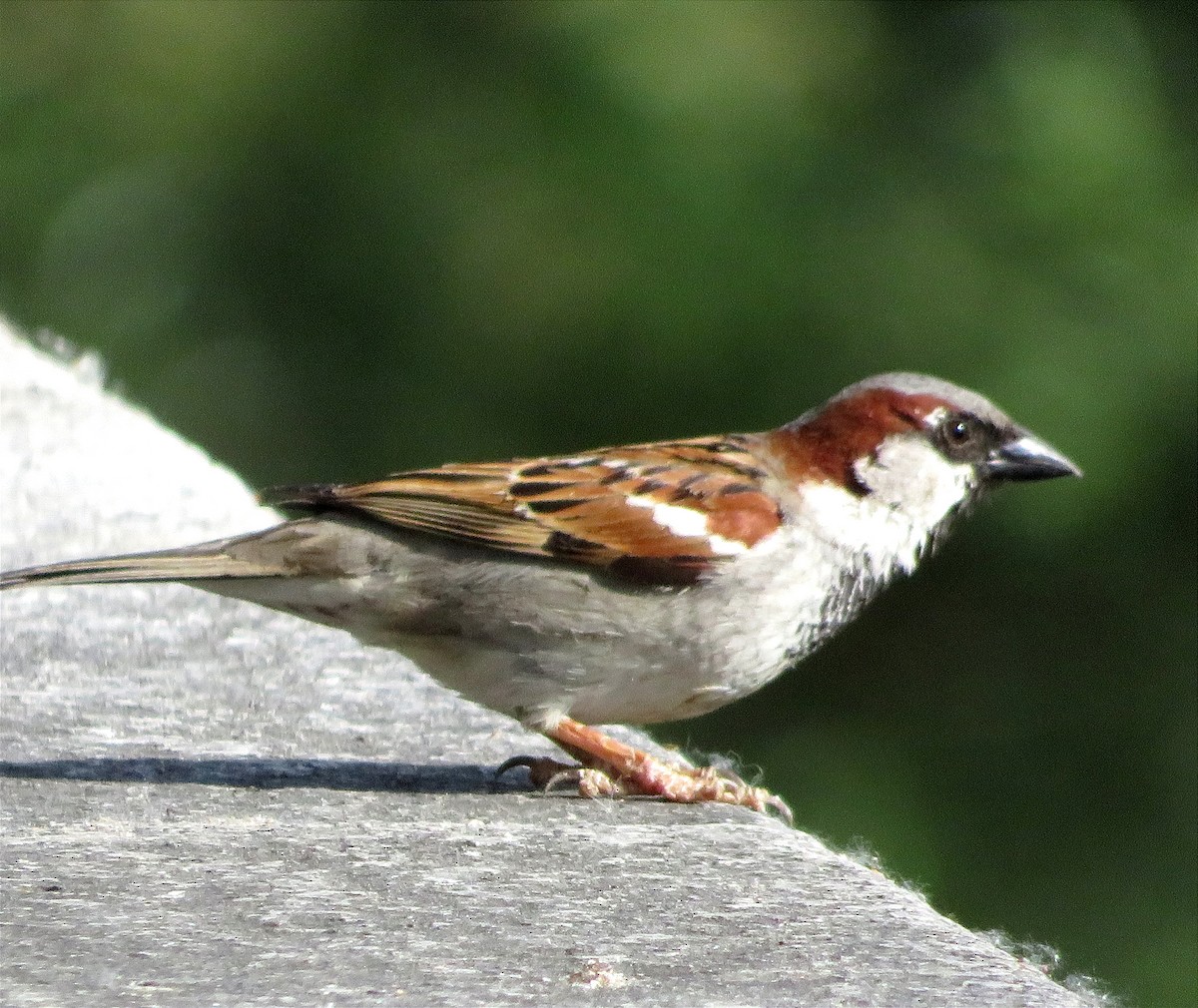 House Sparrow - ML619670448