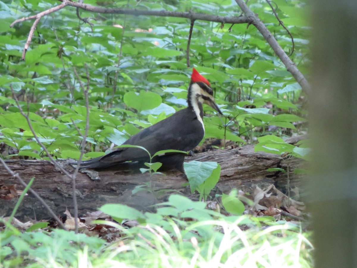 Pileated Woodpecker - ML619670546