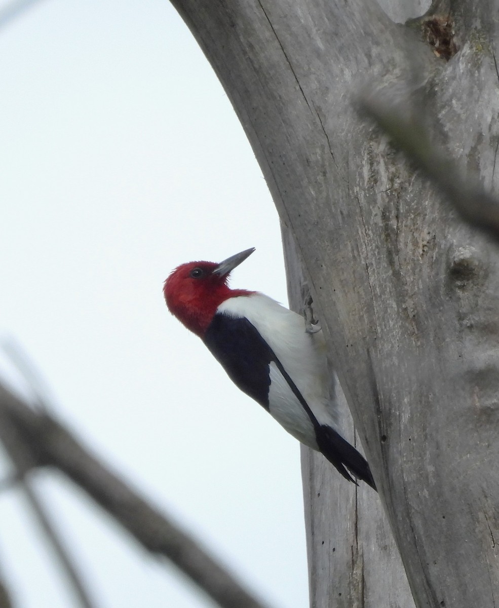 Red-headed Woodpecker - ML619670554