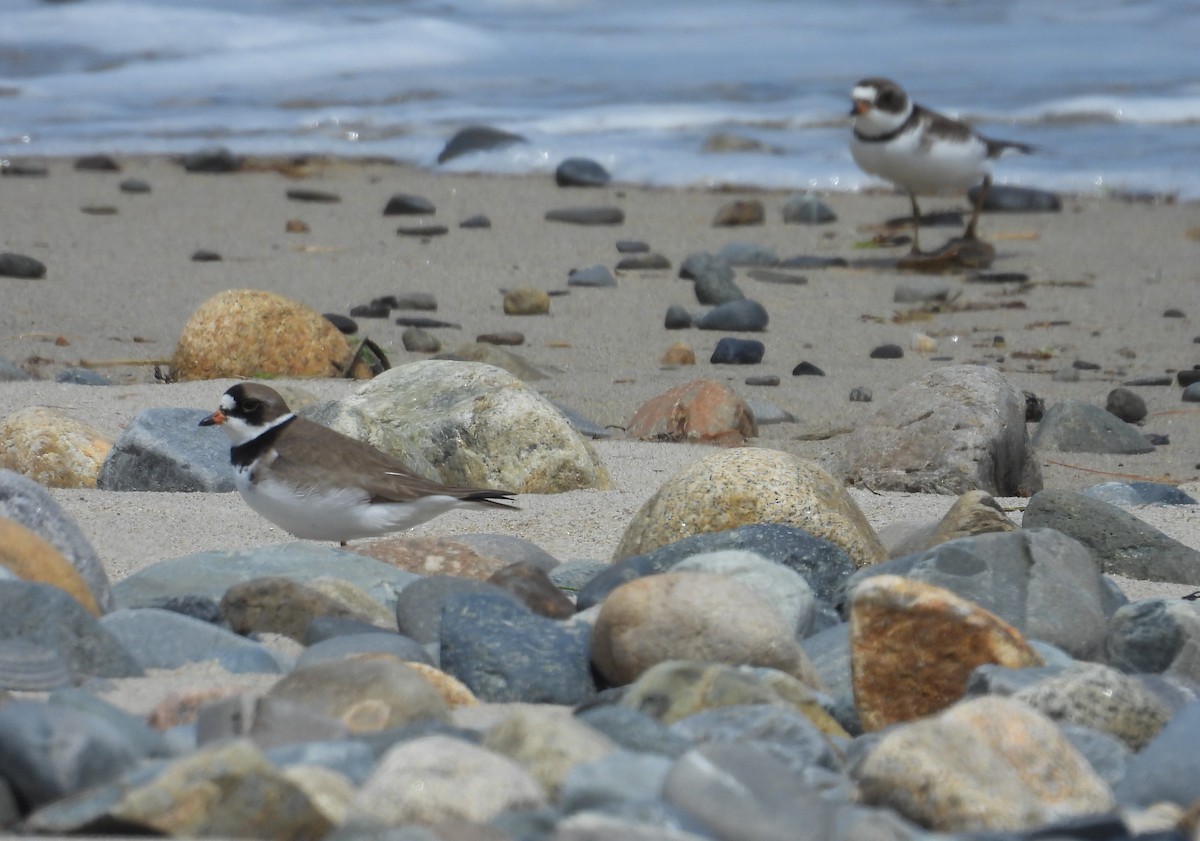 Semipalmated Plover - ML619670565