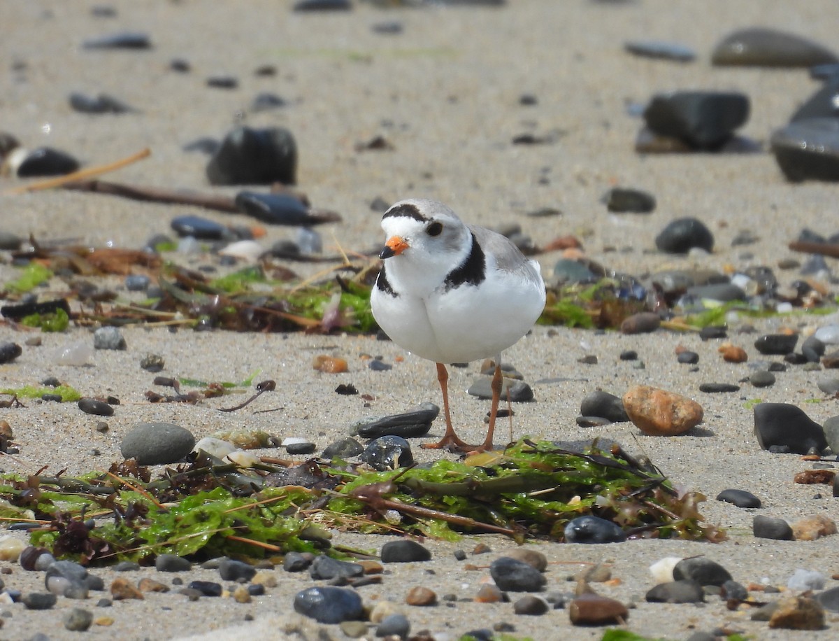 Piping Plover - ML619670572