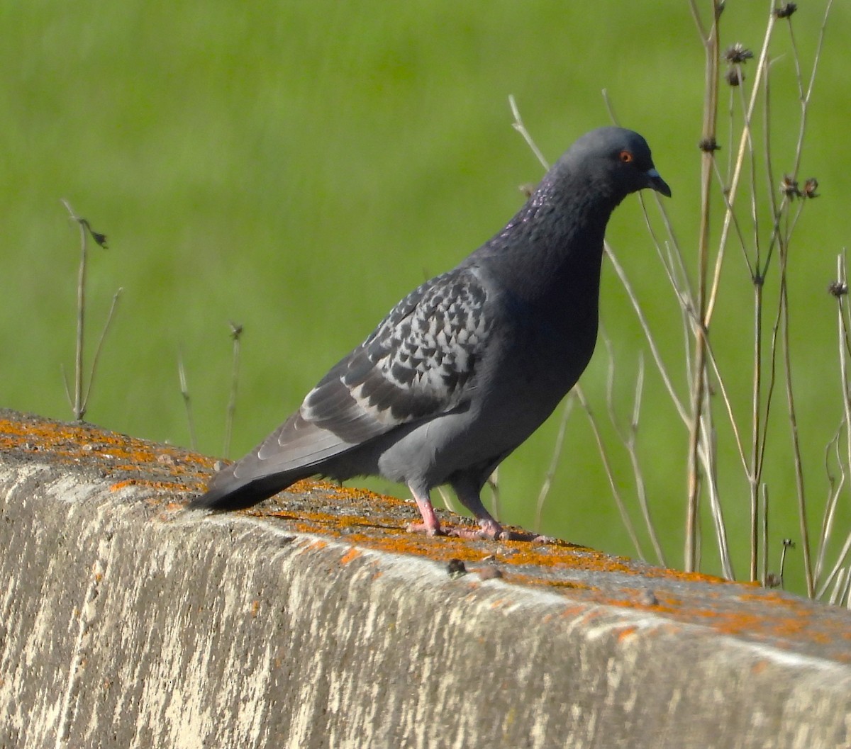 Rock Pigeon (Feral Pigeon) - ML619670573