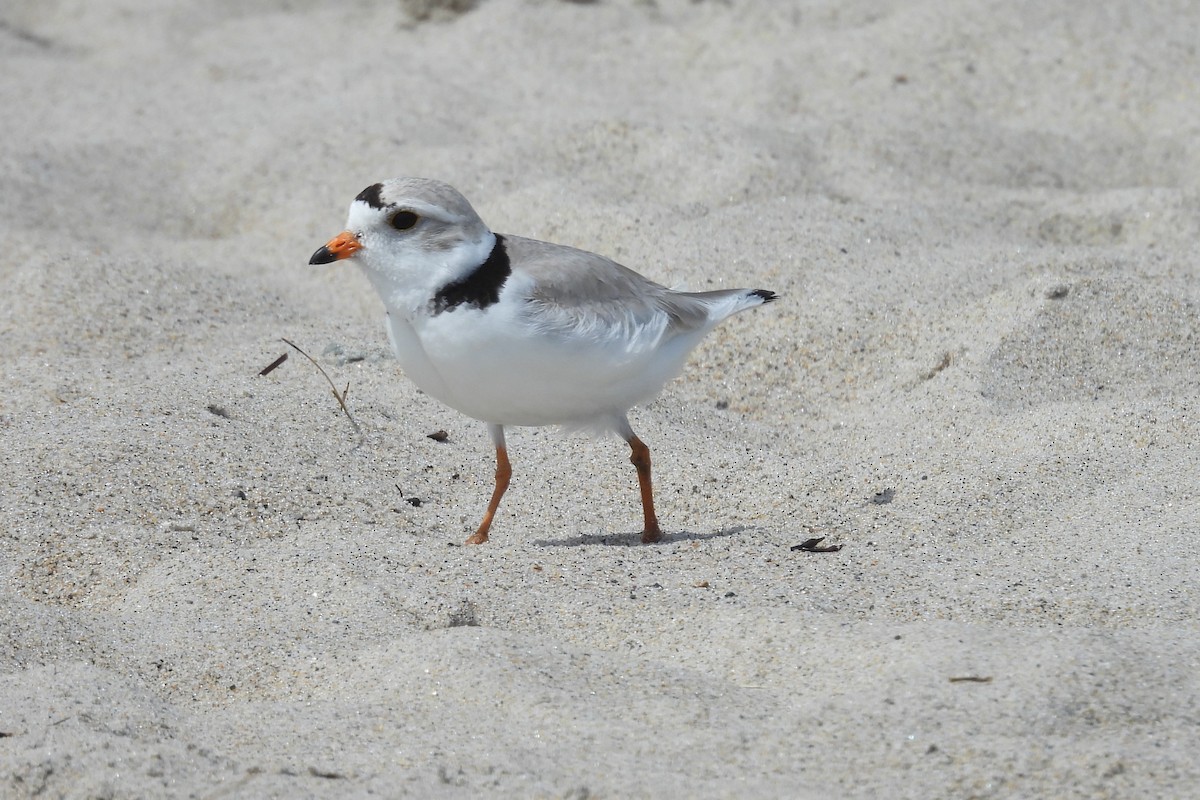 Piping Plover - ML619670574