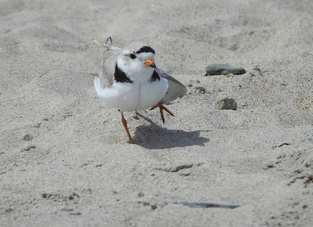 Piping Plover - ML619670575