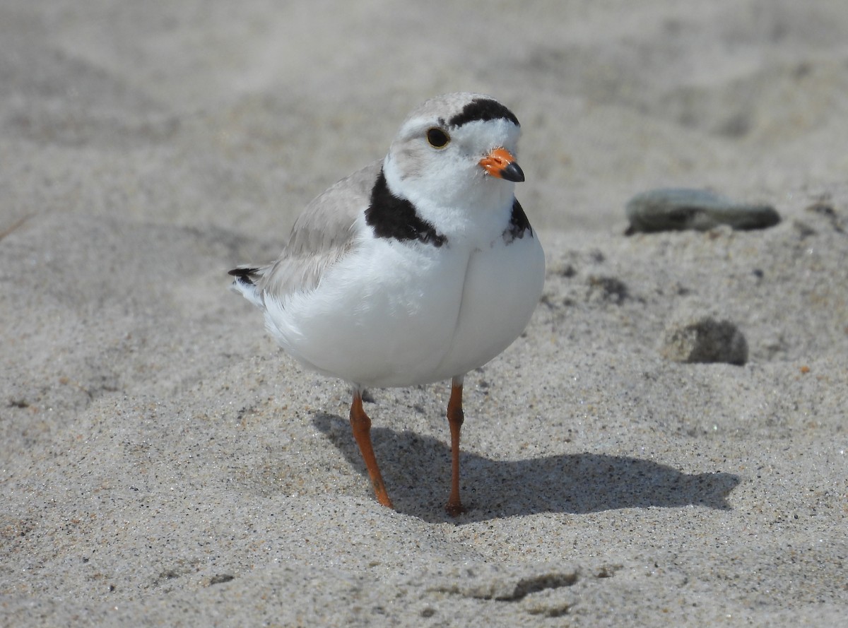 Piping Plover - ML619670576