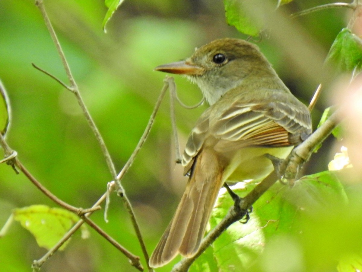 Great Crested Flycatcher - ML619670583