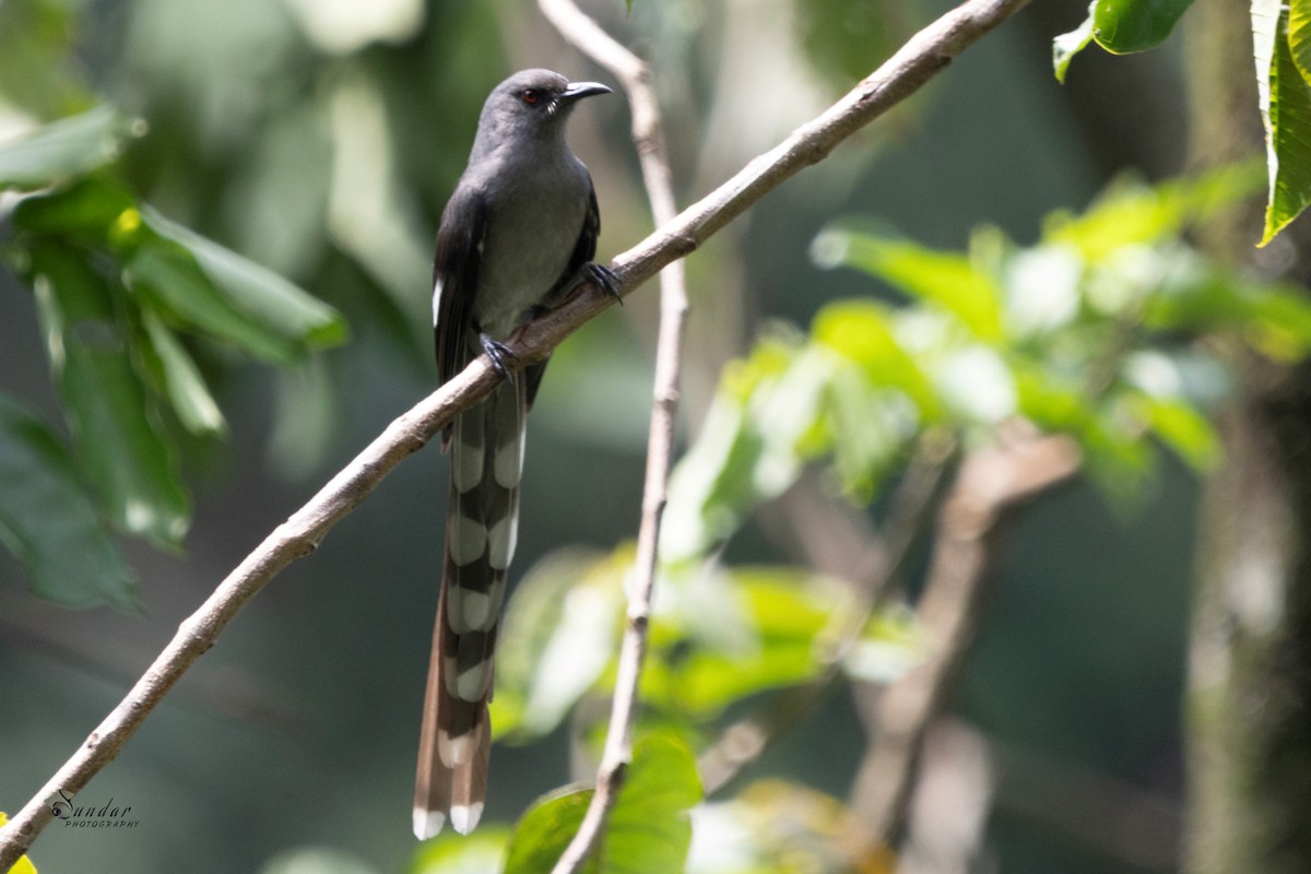 Long-tailed Sibia - ML619670585