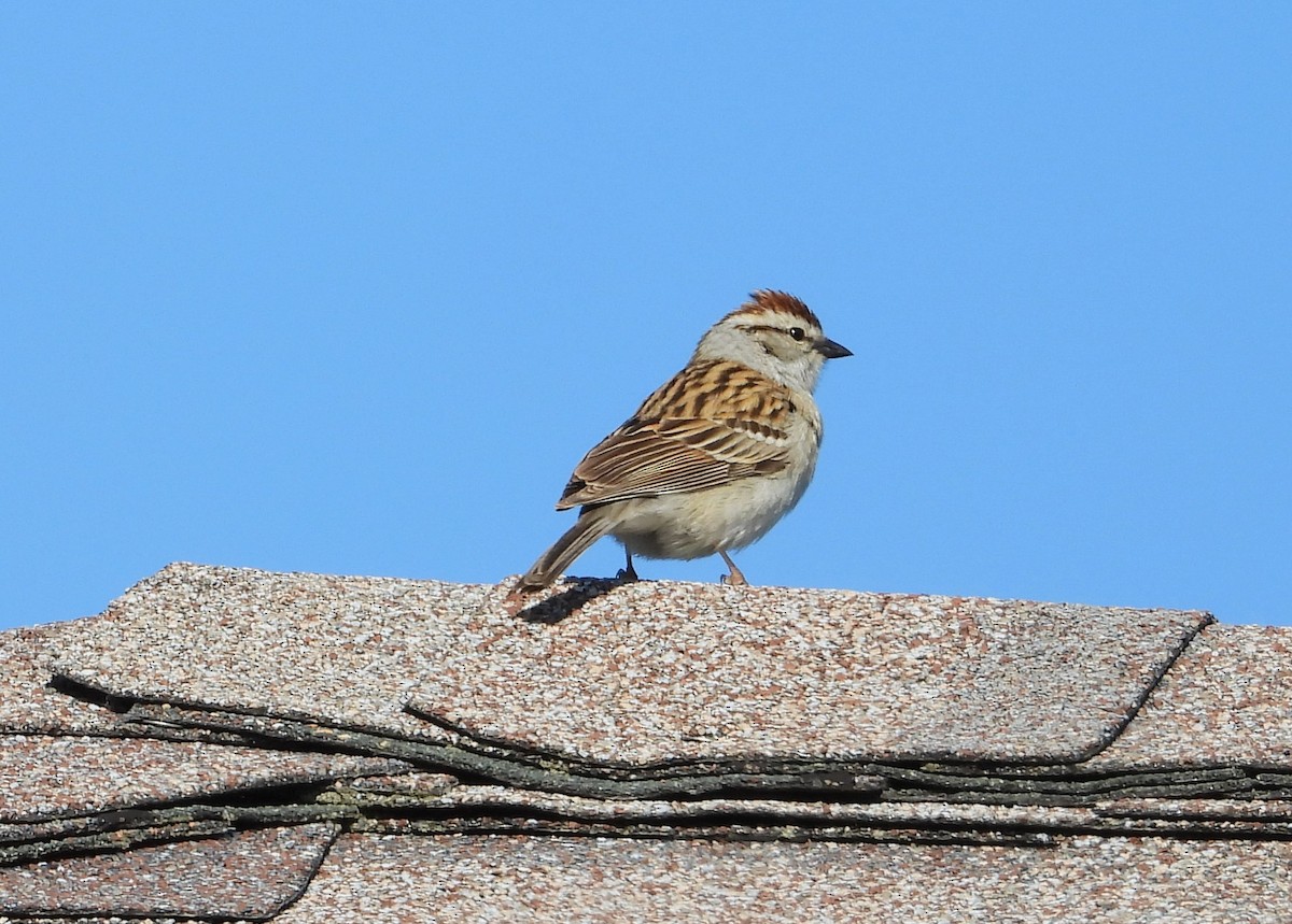 Chipping Sparrow - ML619670704