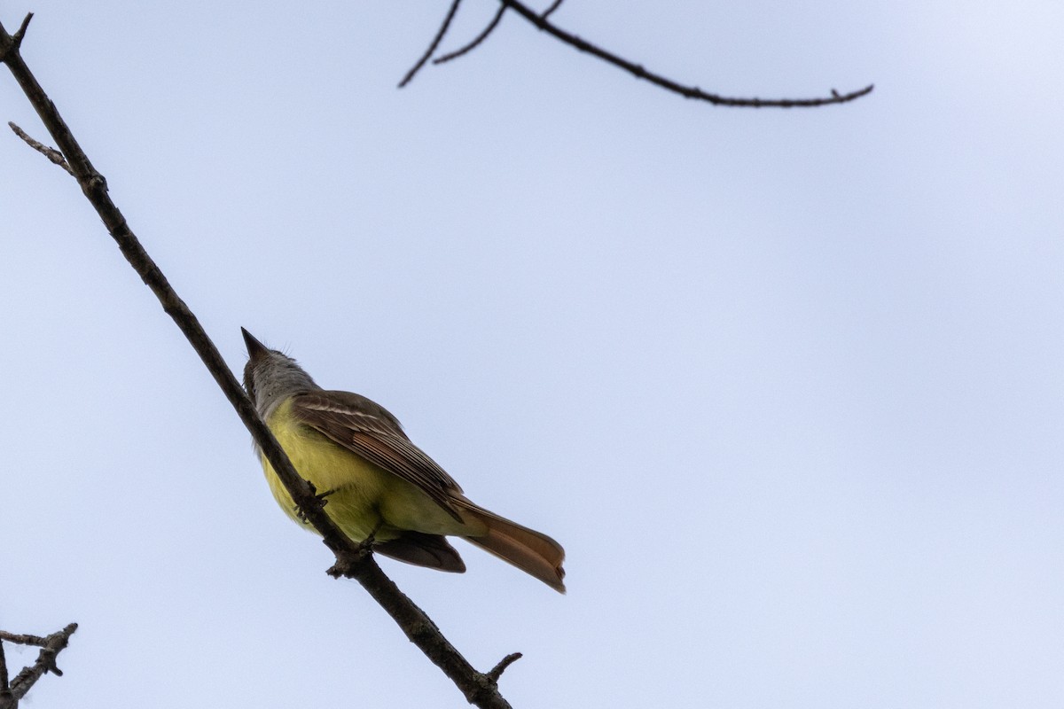 Great Crested Flycatcher - ML619670718