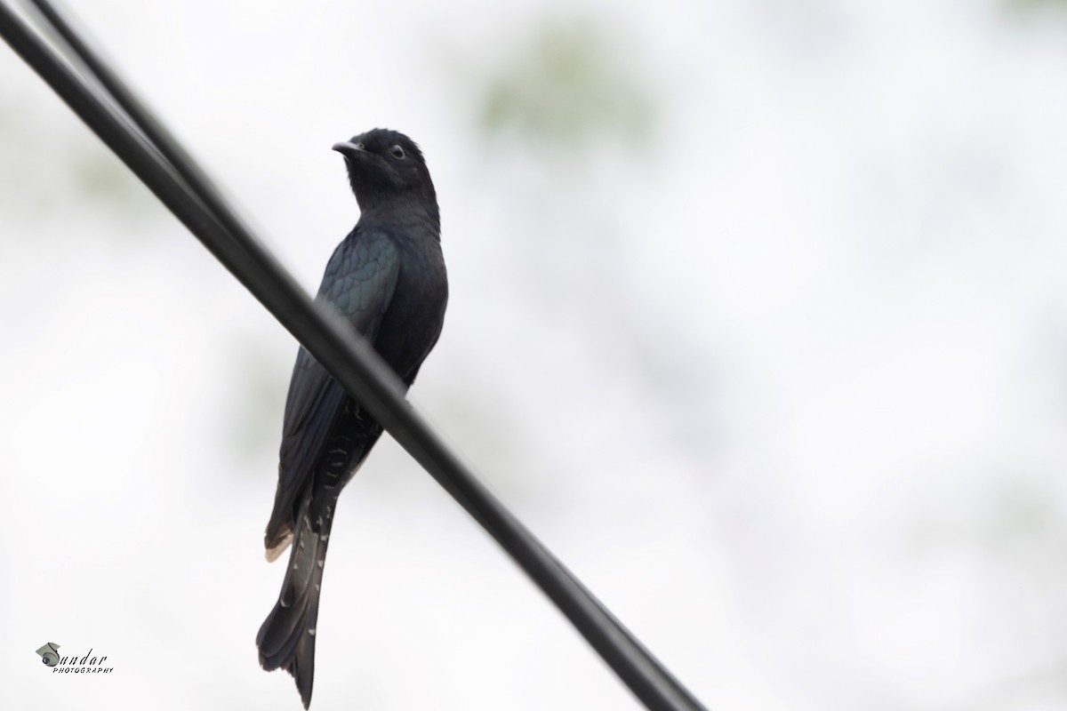 Square-tailed Drongo-Cuckoo - ML619670772