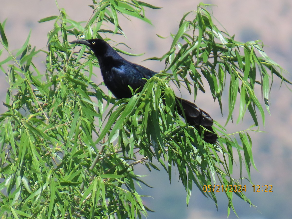 Great-tailed Grackle - ML619670856