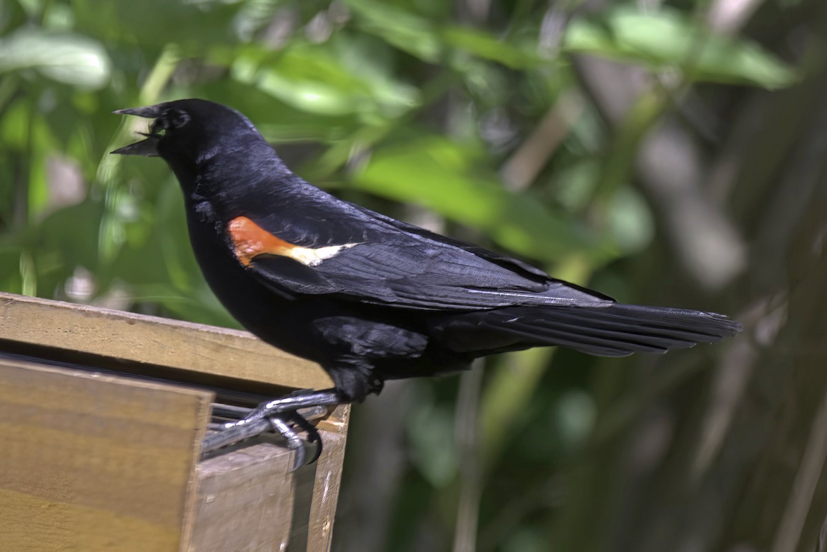 Red-winged Blackbird - ML619670859