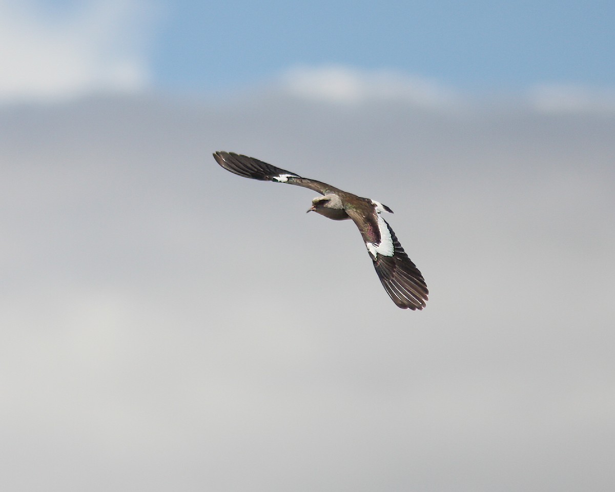 Andean Lapwing - ML619670878