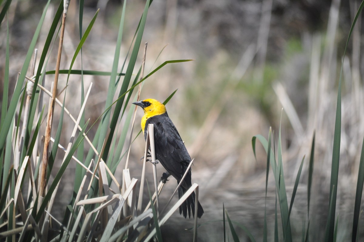Yellow-headed Blackbird - ML619670910
