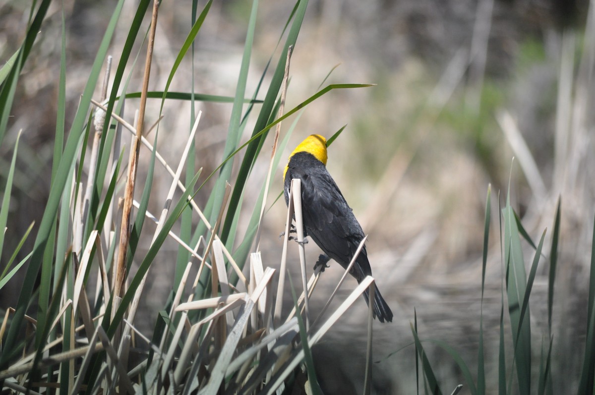 Yellow-headed Blackbird - ML619670911