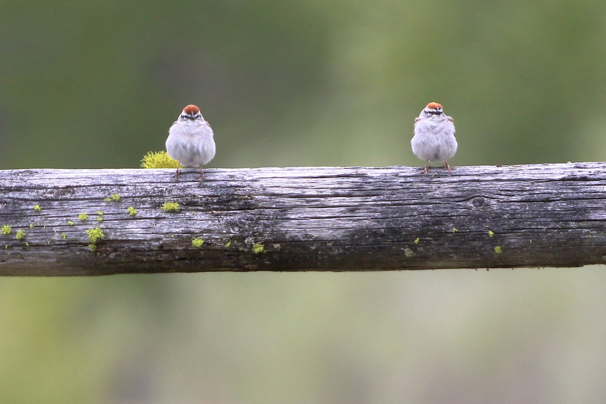 Chipping Sparrow - ML619670955