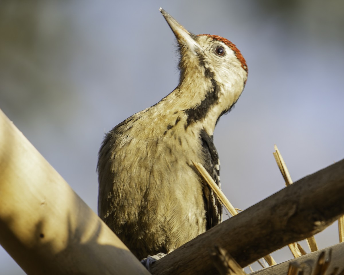 Fulvous-breasted Woodpecker - ML619670967