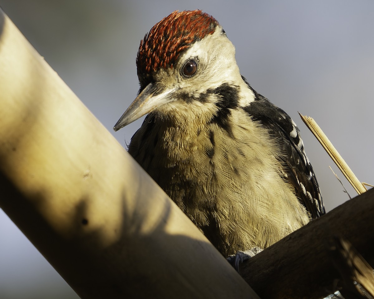 Fulvous-breasted Woodpecker - ML619670968