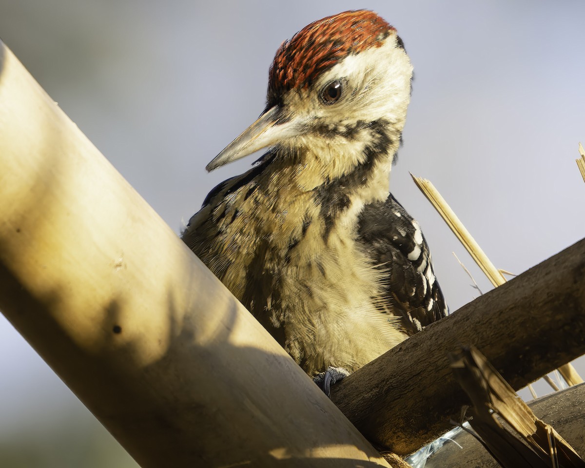Fulvous-breasted Woodpecker - ML619670972
