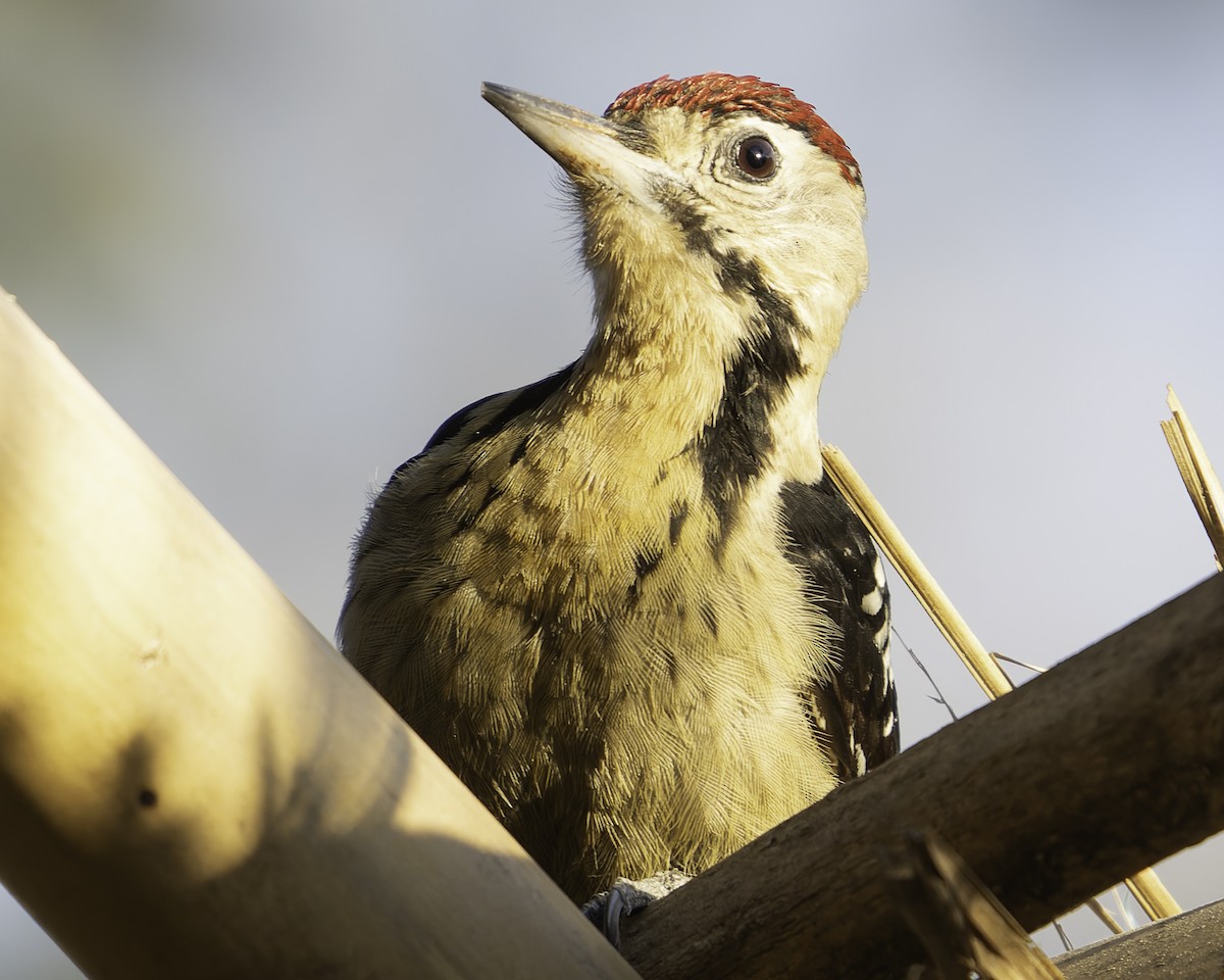 Fulvous-breasted Woodpecker - ML619670973