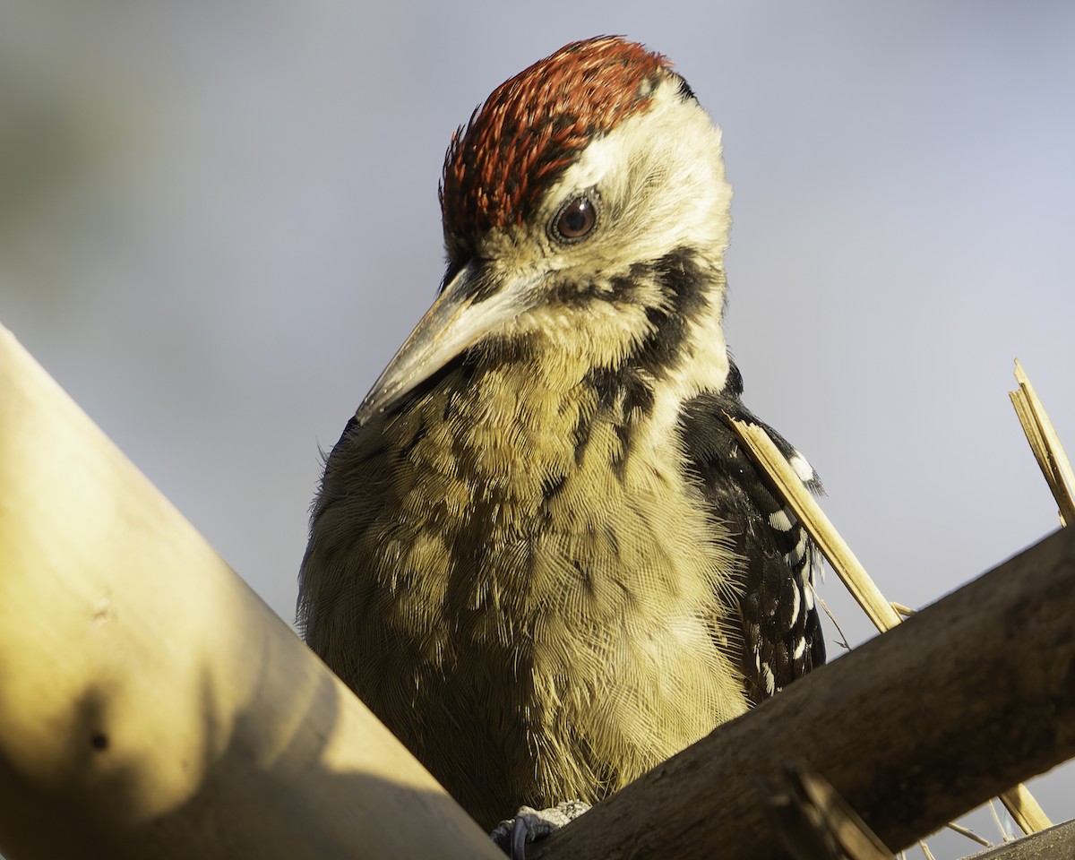 Fulvous-breasted Woodpecker - ML619670974
