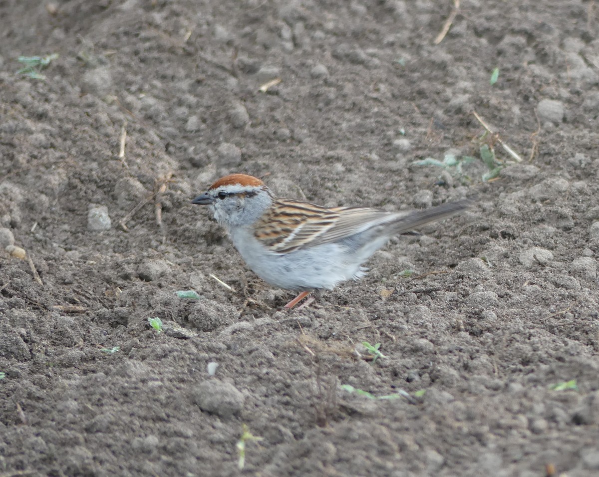 Chipping Sparrow - ML619671117