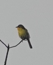 Yellow-breasted Chat - ML619671147
