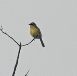 Yellow-breasted Chat - ML619671148