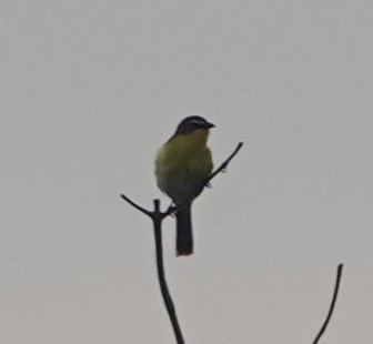 Yellow-breasted Chat - ML619671149