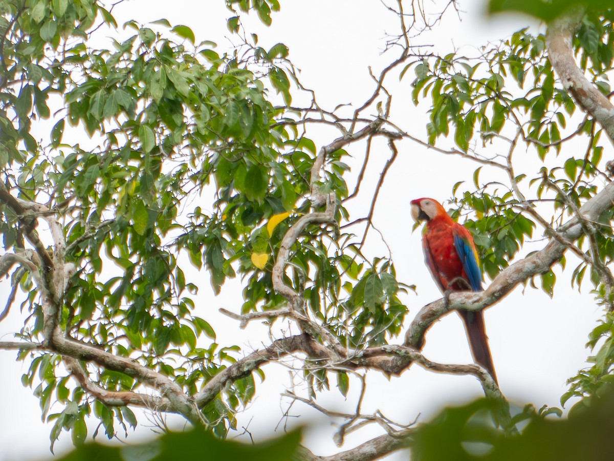 Scarlet Macaw - ML619671219