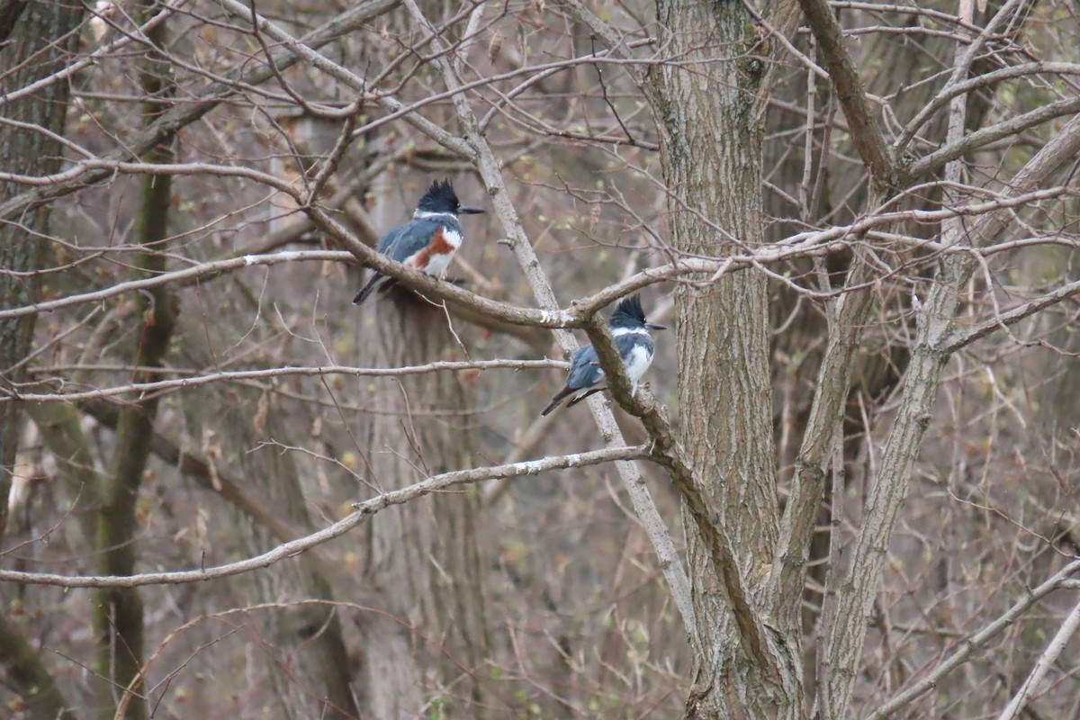 Belted Kingfisher - ML619671248