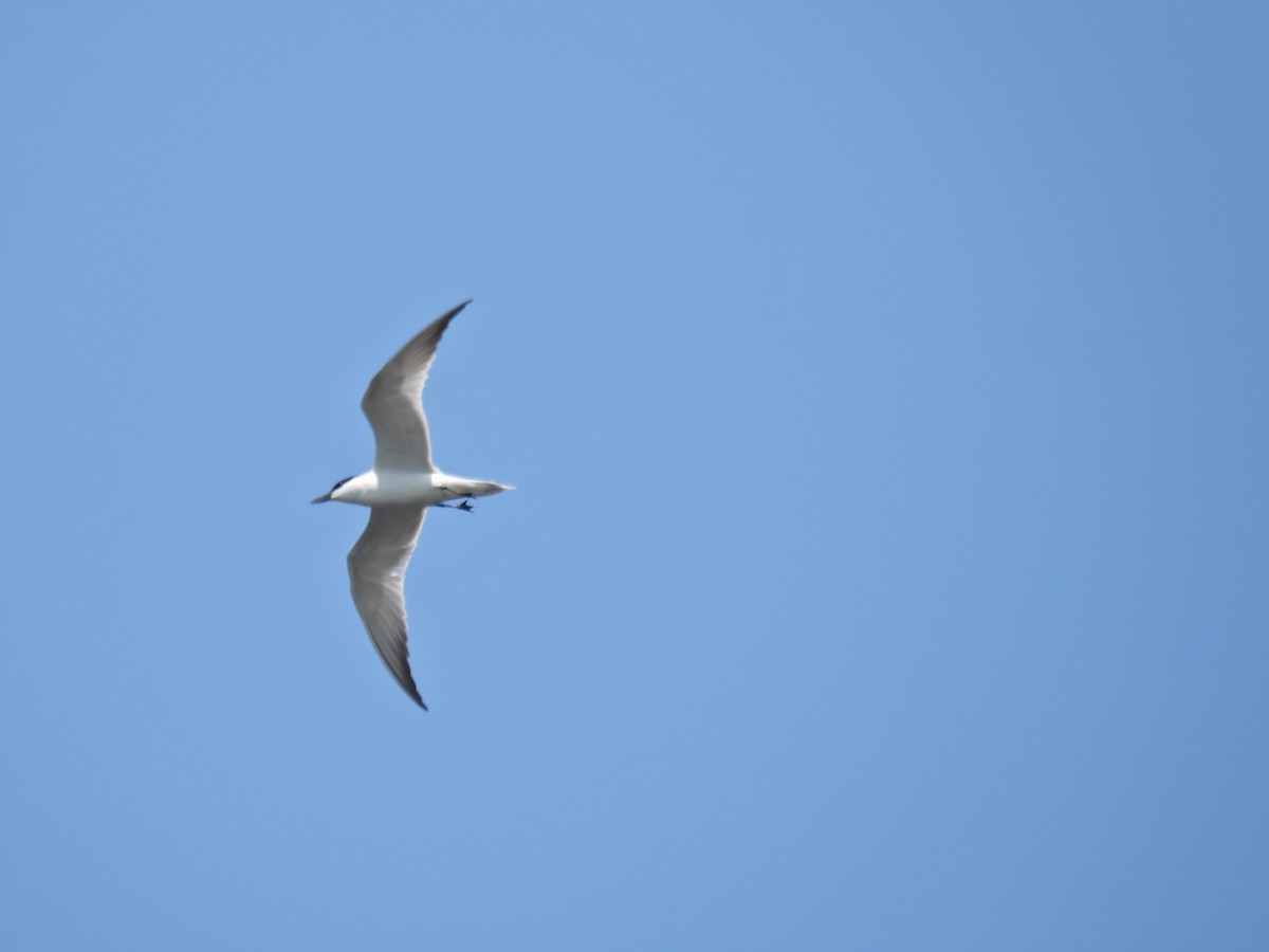 Gull-billed Tern - ML619671273