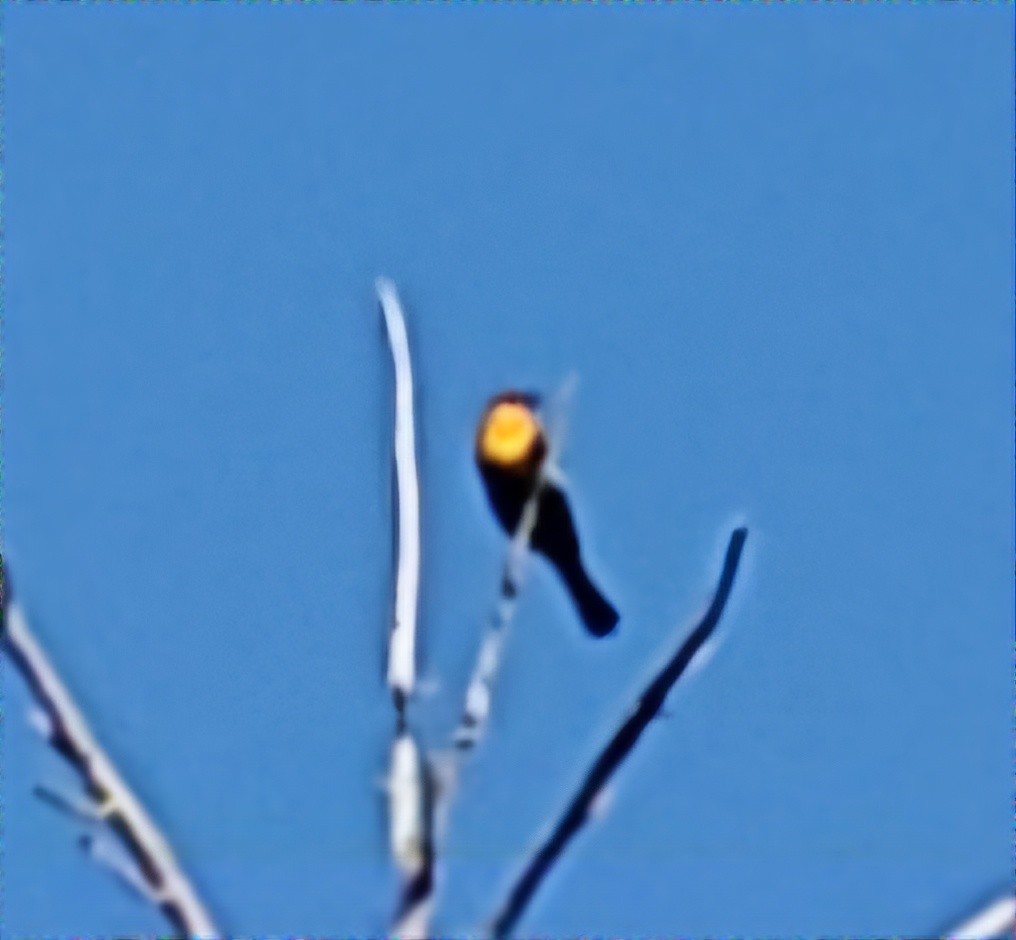 Yellow-headed Blackbird - ML619671277