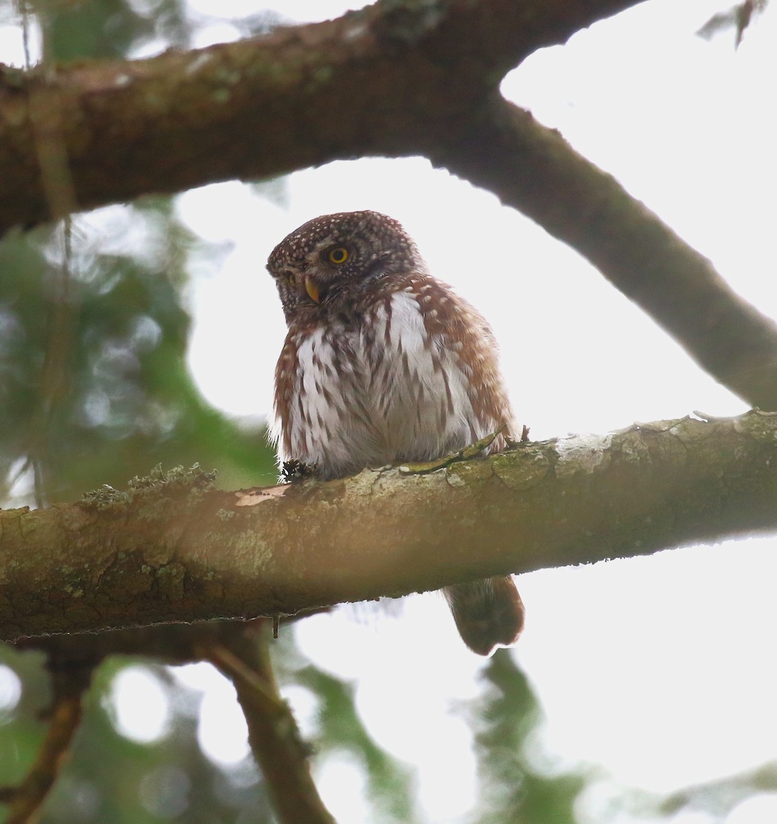 Eurasian Pygmy-Owl - ML619671304